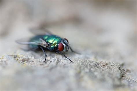 metallic green fly in my house|green bottle flies.